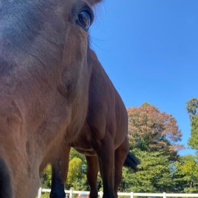 馬の仕事に携わってる人's profile picture