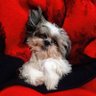 Gorky - Porronky's's profile picture