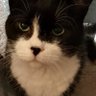 (Angel) Pebbles O 😻💖💜♿🇺🇦 的头像