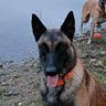 Bruno Spy's profile picture