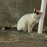 Фото профиля レオ