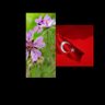 ŞAMİL's profile picture