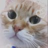 猫さん。NECOSAN‚9 的头像