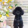 Фото профиля my_sunshine_hyeon_hoon_jimmy_khaotung