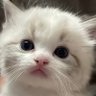 Фото профиля 瓶子里的猫