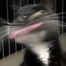 Patroclo's profile picture