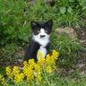 Profilbild von Bıyıklı Kedi