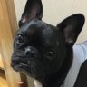 しろクマ's profile picture