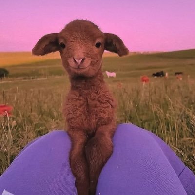 DoaaAly82554680's profile picture