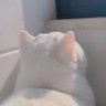 にゃんこ 的头像