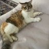 latenightcat's profile picture