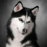小蝌蚪找妈妈 profil fotoğrafı