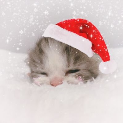 humspoingle's profile picture