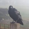S_RAVEN_S.GT profil fotoğrafı