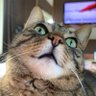 Susan Moffat profil fotoğrafı