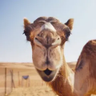 Profilbild von emotional support camel