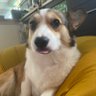 Profilbild von muffin