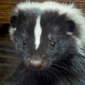 Profilbild von DefinedSkunk