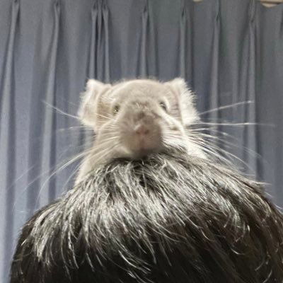 ペペロンチーノくん's profile picture