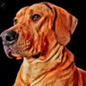 Chapdog profil fotoğrafı