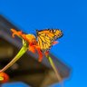 Фото профиля SmileSparkler01