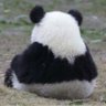 ぱんだぱん🐼's profile picture