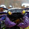 Purple crab's profile picture