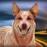 Profilbild von redheeler