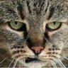 Profilbild von Виконроб