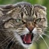 Скажений Котяра's profile picture