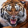 Sergio V.'s profile picture