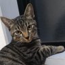猫パンチ's profile picture