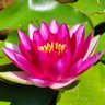 Фото профиля Alkmene wundert sich