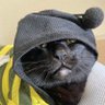 ろっき 的头像