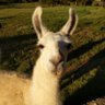 Фото профиля Llamalivesmatter