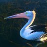 Profilbild von Pelican