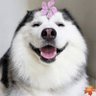 DogTV 🐕 profil fotoğrafı