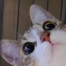 蒼兎 profil fotoğrafı