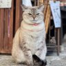 Фото профиля 裏猫