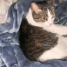 Erin the cat lady 的头像