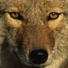 Фото профиля The Cynical Coyote