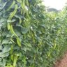 Фото профиля Dragon beans
