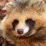 Фото профиля クマクマ