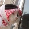Profilbild von BrotherBadam