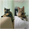 Profilbild von Mila&Cosette the Tortoiseshell 🤎🖤