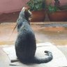 Фото профиля Chipa Almidón