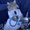 Фото профиля حمامة المدينه