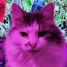 Profilbild von Kelly 🏴🇬🇧🌻💜😽