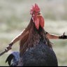 Alpha Male's profile picture