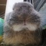 鵜乃朋幸 profil fotoğrafı